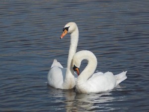 KinkindeRelatie-Zwanen