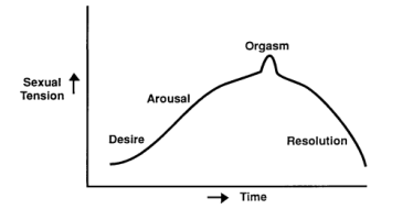 Masters & Johnson's model of Sexual Response