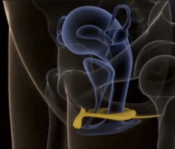 Clitoris- binnenwerk.jpg