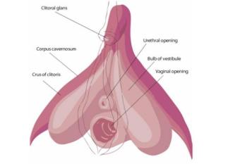 clitoris